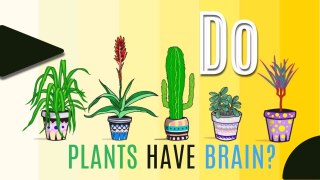 Do Plants Have Brains ? Can they talk ?