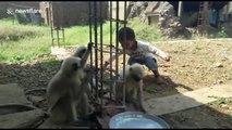 Boy strikes amazing friendship with band of wild monkeys
