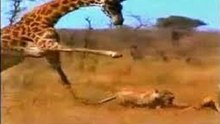 Matança E Vingança Na Melhor Compilação De Leões vs Girafas