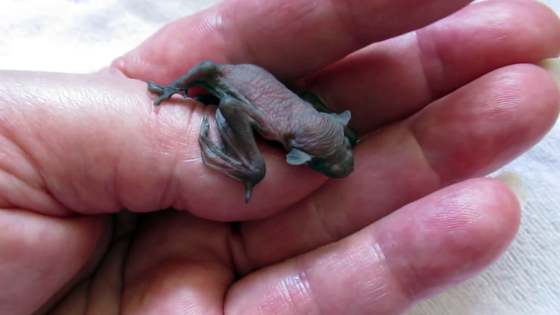 Cette Adorable Bebe Chauve Souris A Le Hoquet Video Dailymotion