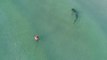 Ce requin nage tout pret d'un touriste à Miami... Terrifiant