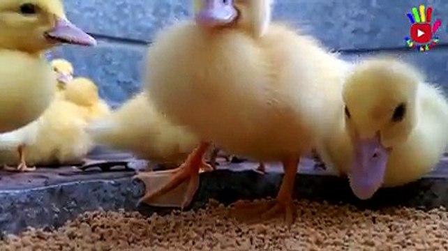 Chú ếch con nhạc thiếu nhi hay nhất cho bé