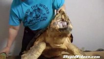 Alligator Snapping Turtle vs. Pineapple