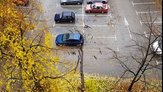 Tree From Storm Destroyed Car in Skopje