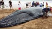 Un beau travail d'équipe pour sauver cette baleine échouée