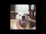 Golden Retriever Shows Off Big Smile With Owner's Help