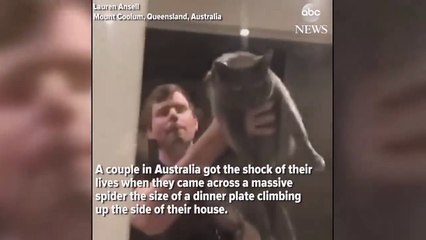 Hauntingly huge spider spotted in Australia-AyNFgJb7amk