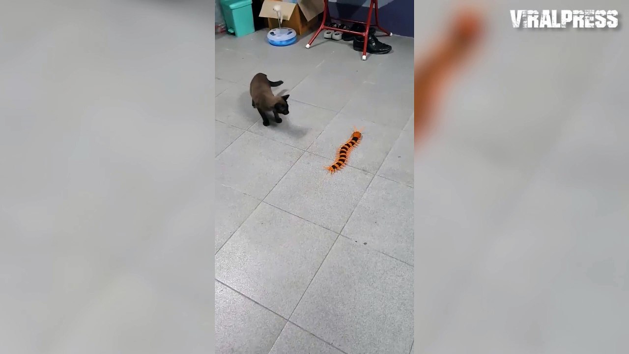 Cat V Remote Controlled Centipede