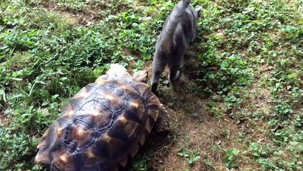 Ce chat est poursuivit par une tortue qui galope dans l'herbe !