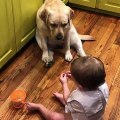 Ce bébé nourrit une chienne enceinte croquette par croquette !