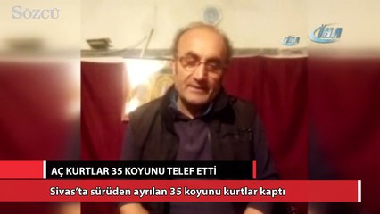 Aç kurtlar 35 koyunu telef etti