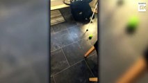 “I thought the dog’s tail had fell off!” Hilarious moment mum thinks pet dogs tail has fallen off after finding chewed up carpet