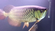 Golden High Back Arowana