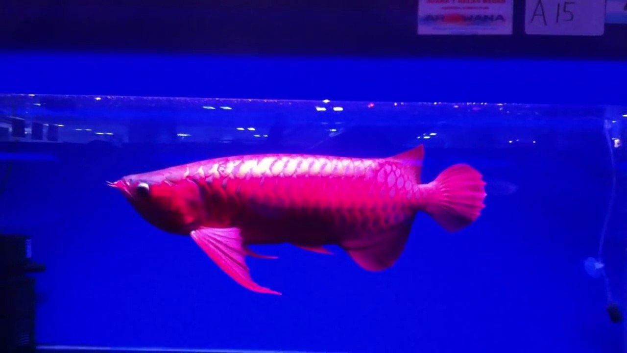 Indonesian Red Arowana