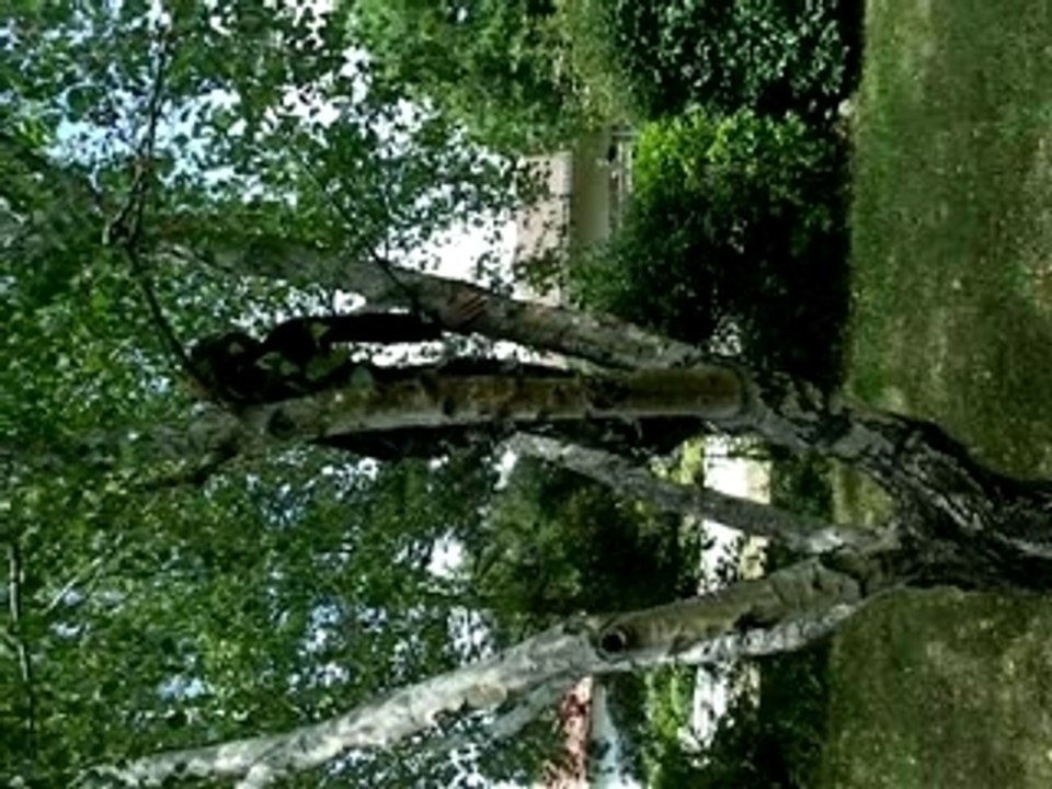 Chute d'arbre !!