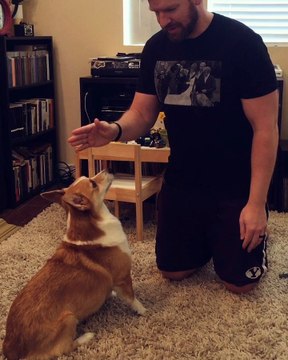 Corgi Spins Like a Top