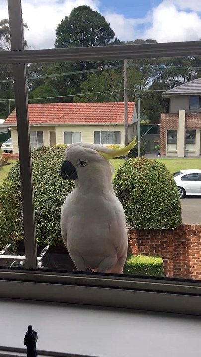 Cockatoos are Literally Destroying the House