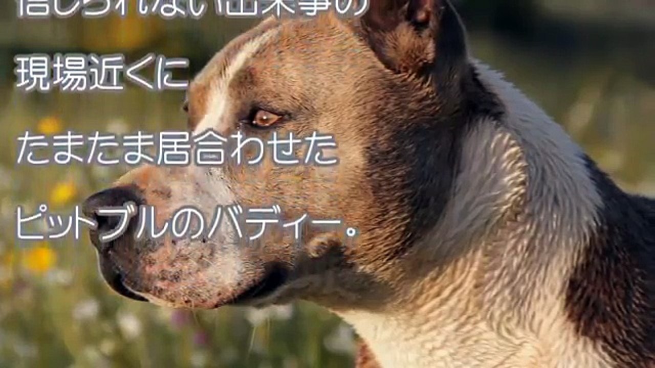 実の息子を川に沈めて、おぼれさせようとしていた母親。一匹のピットブルが、それを察知し少年を救うため駆けつける！！【感動する話】