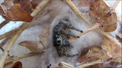 Acımasız Avcı Annelerin Bebek Sevgisi