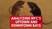 Fordham University researchers analyze New York City's Uptown and Downtown rats