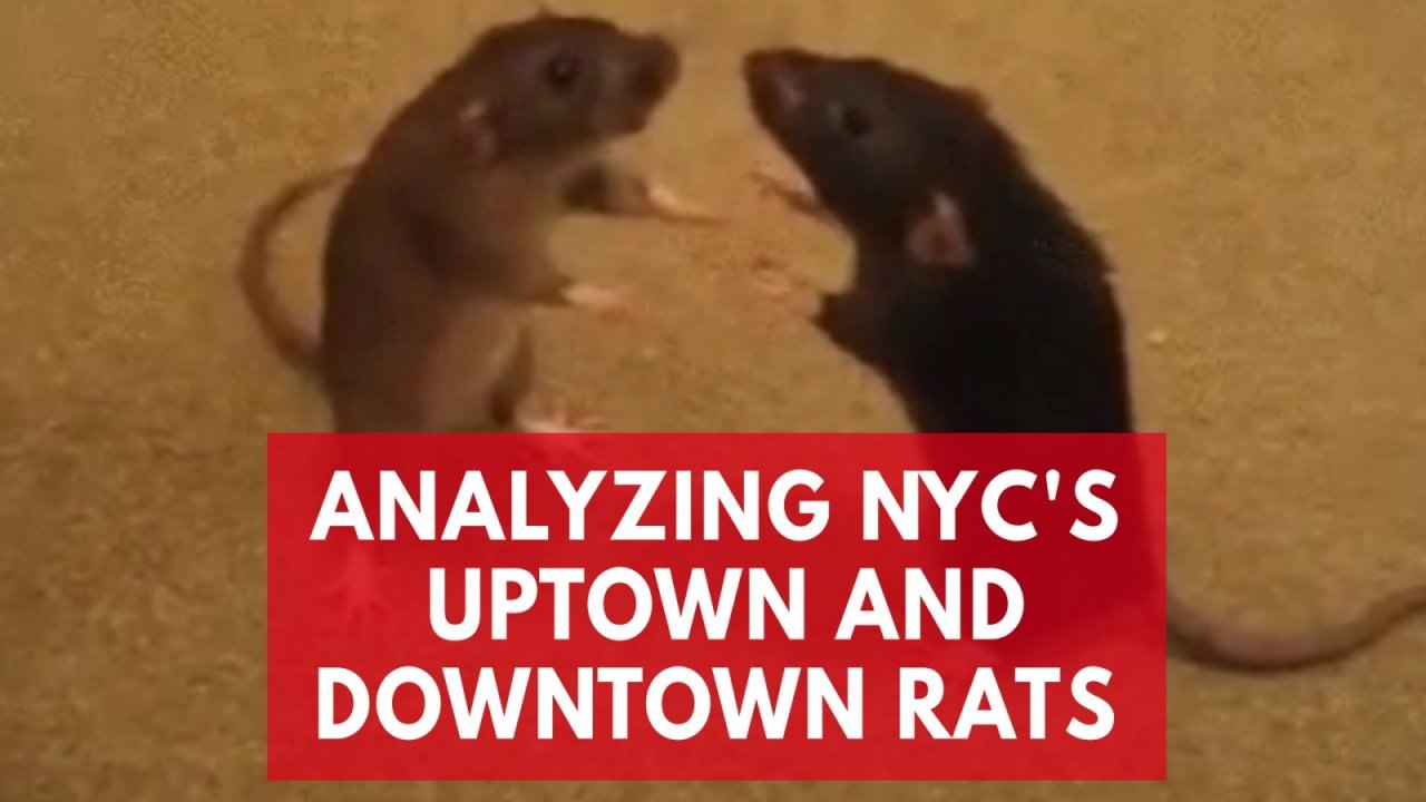 Fordham University researchers analyze New York...