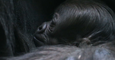 Toledo Zoo Welcomes Baby Gorilla