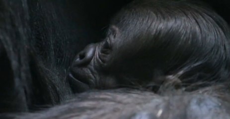 Toledo Zoo Welcomes Baby Gorilla