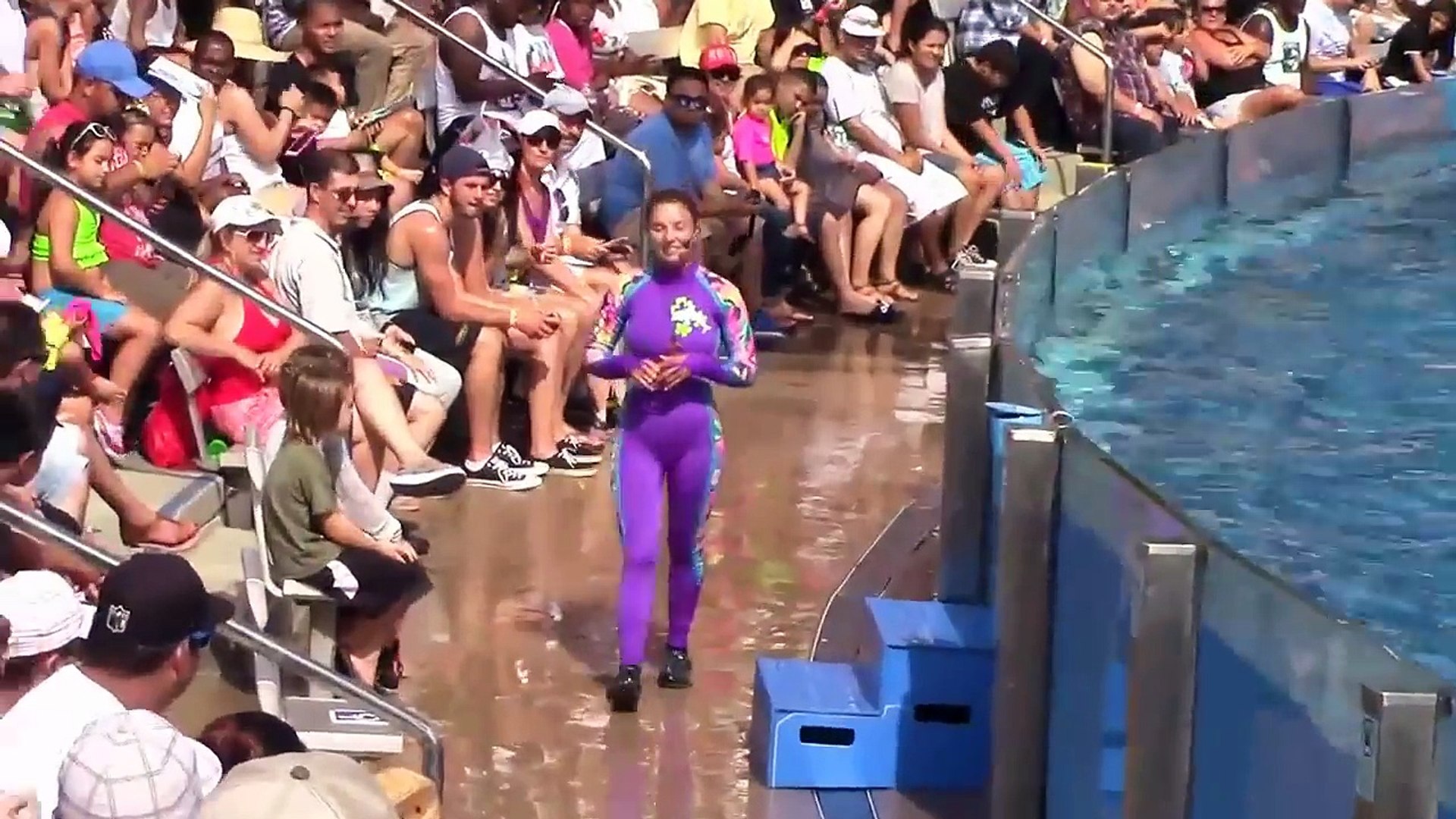 ⁣Amazing! The intelligence and ingenuity of Dolphins Dolphins Show