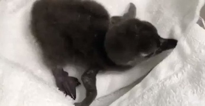 Endangered African Penguin Hatches at Minnesota Zoo