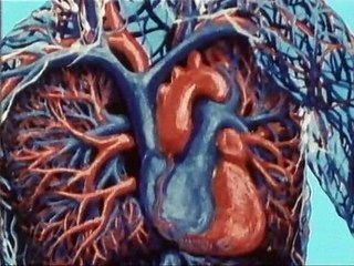 Era uma vez EP17 - A Irrigação Sanguínea