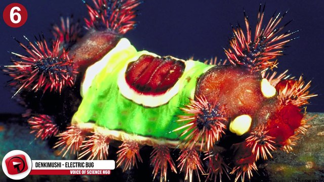 Les 11 insectes les plus terrifiants de la planète