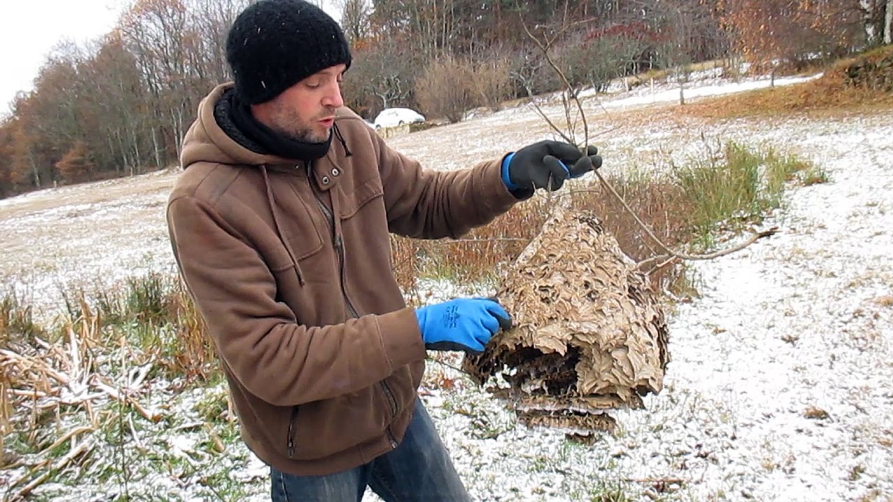 Destruction nids frelons asiatiques à Saint-Julien-le-Roux et Chateauneuf-de-Vernoux