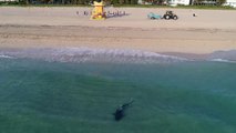 Drone Footage Captures Tiger Shark Roaming Close to Swimmers in Miami