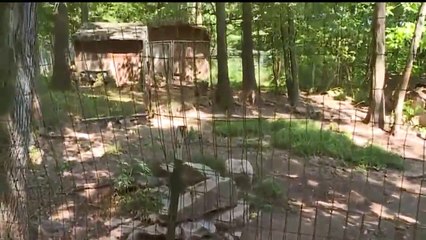 6 Pit Bulls in Need of Forever Homes Face Euthanasia