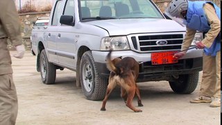 British MWD Awarded Dickin Medal - Interview with his SBS Handler