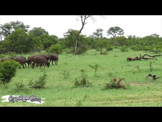 Tek Başına Bufalo Ordusuna Saldıran Aslan