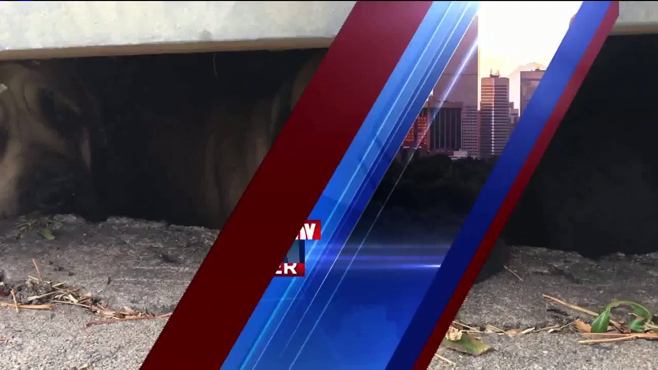 3 Mastiffs Rescued from Storm Drain in Colorado