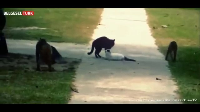 Çılgına Dönen Hayvanlar _ Şok Ve Dehşet (Türkçe Belgesel)
