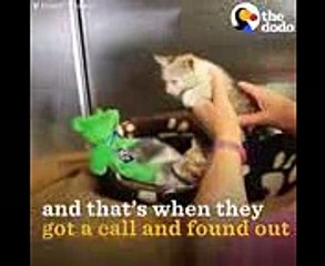 Kittens Reunited With Mom After Rescue From Factory  The Dodo