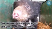 Heartbroken Baby Bear Refused To Leave Mother Killed By Poachers Until They Found Him