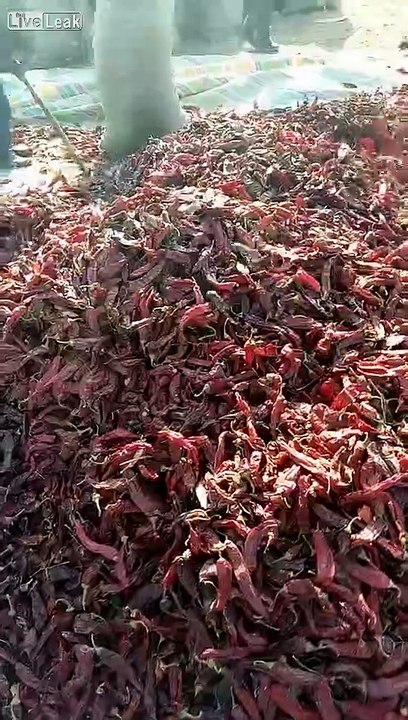 Guests came with chili pepper