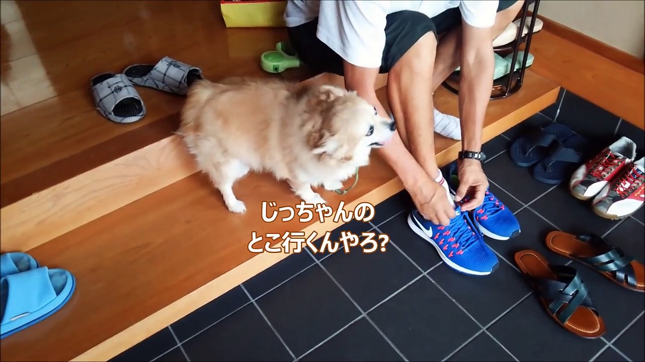 すぐキレるポメラニアン37　ICOCAを忘れたお父さんにキレる!-p0Oy6Fo0wYs