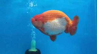 All Thailand Goldfish Show 2017