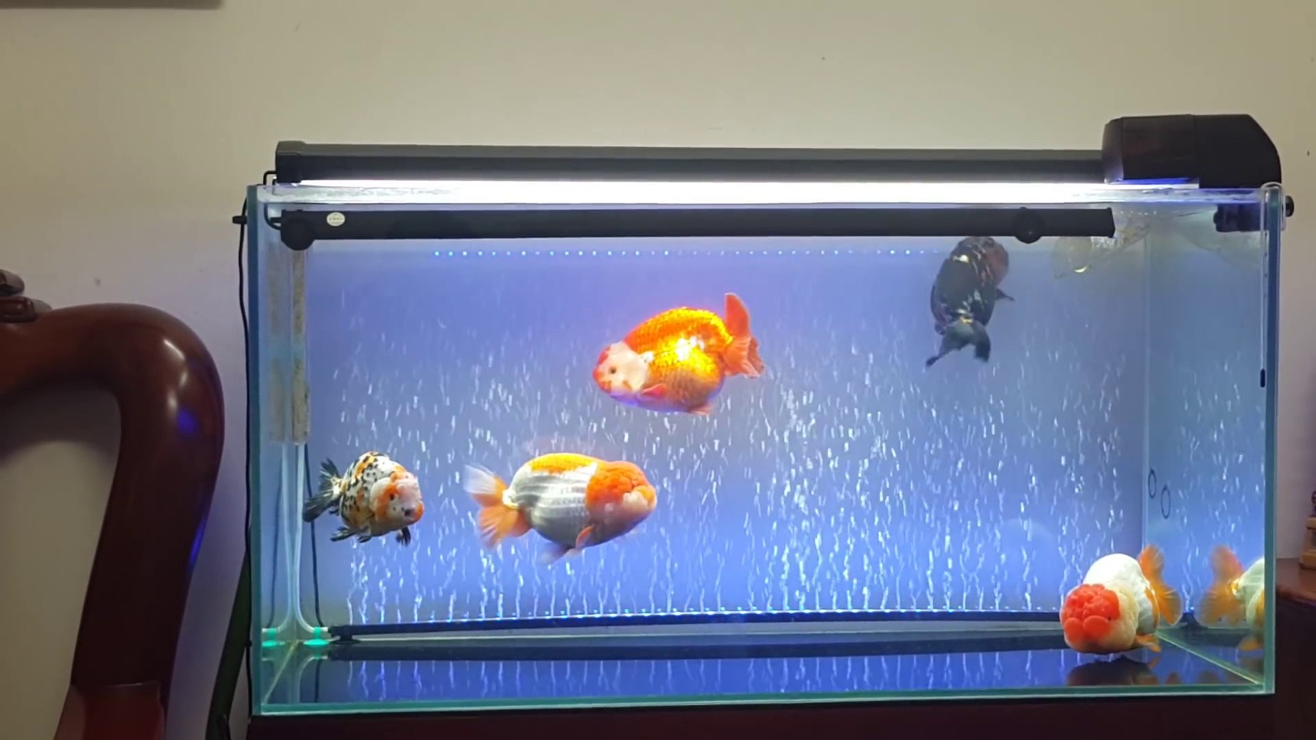 big goldfish aquarium