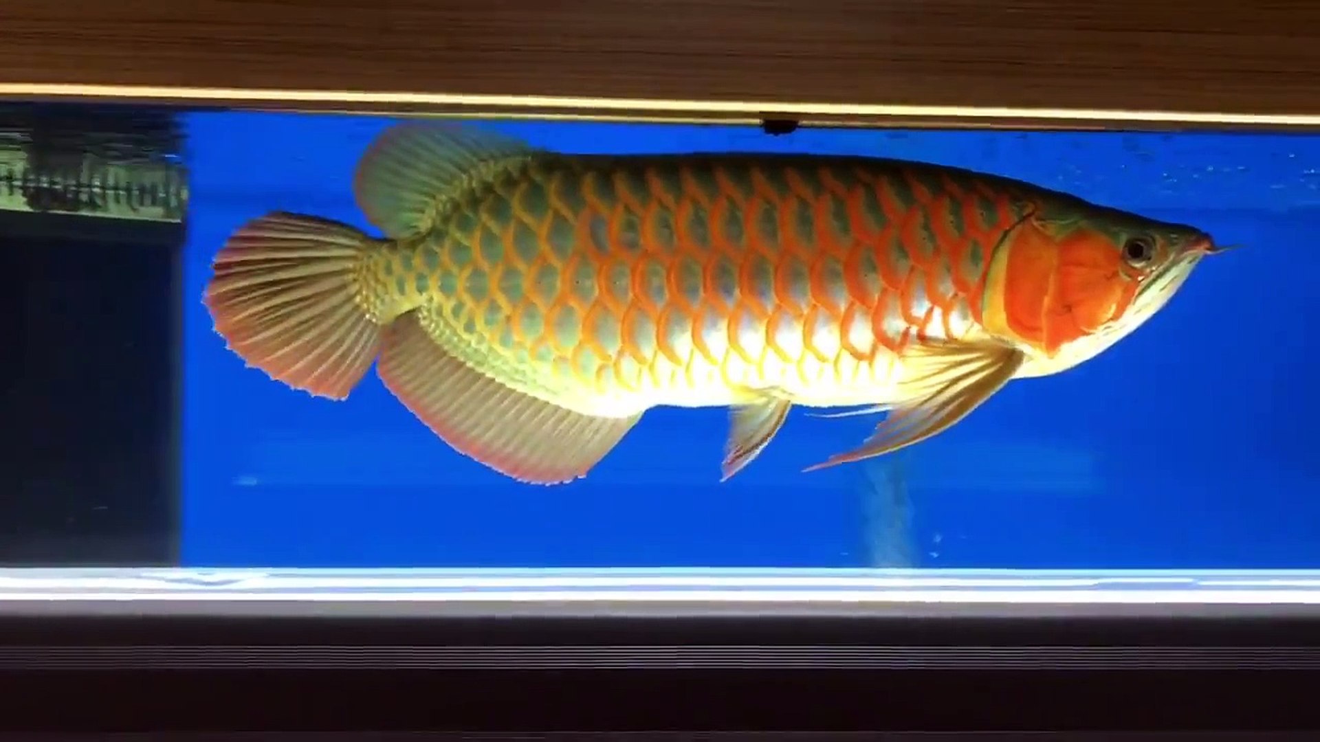 CHRISMAS ASIAN AROWANA ON SALE NOW IN USA & CANADA