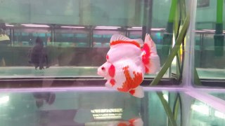 Gold Fish Ryukin Jumbo Champion Raiser 2107