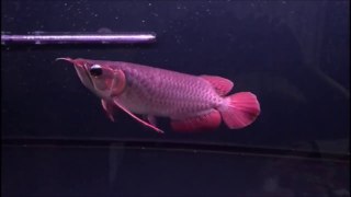 Crossback Golden & Red Arowana 过背金龙与红龙鱼