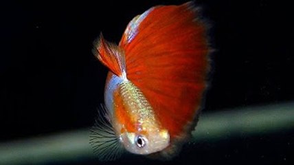 Most Beautiful Type of Guppies