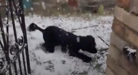 Watch This Dog Experience Snow For The First Time