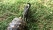 Very Faithful Tortoise Will Follow His Cat Friend To The End Of The World